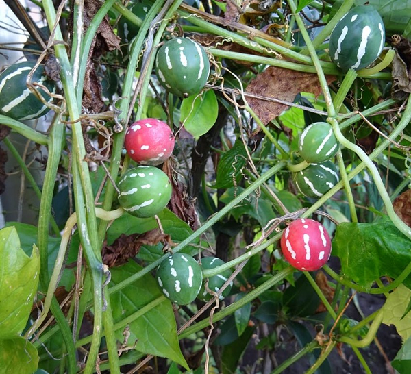 Chúng ra hoa từ tháng 5 đến tháng 6 và kết trái từ tháng 8 đến tháng 10. Hoa của chúng có màu vàng, hơi giống hình quả chuông, được bao phủ bởi những sợi lông mịn bên ngoài.