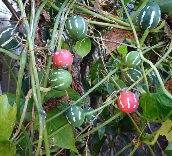 Chúng ra hoa từ tháng 5 đến tháng 6 và kết trái từ tháng 8 đến tháng 10. Hoa của chúng có màu vàng, hơi giống hình quả chuông, được bao phủ bởi những sợi lông mịn bên ngoài.