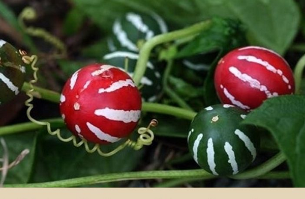 Mỗi quả dưa tí hon có kích thước tương đương đầu ngón tay (3cm), hình tròn như trái nho. Thân cây dưa thanh mảnh, leo, bò trên mặt đất và có thể dài tới 6m.