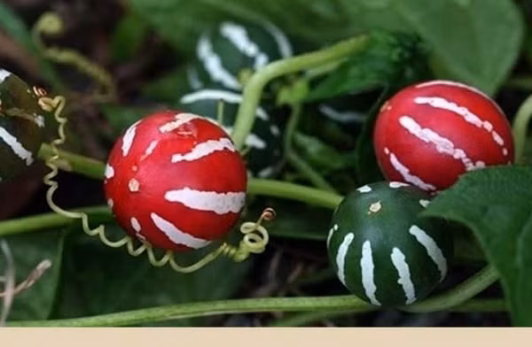 Mỗi quả dưa tí hon có kích thước tương đương đầu ngón tay (3cm), hình tròn như trái nho. Thân cây dưa thanh mảnh, leo, bò trên mặt đất và có thể dài tới 6m.