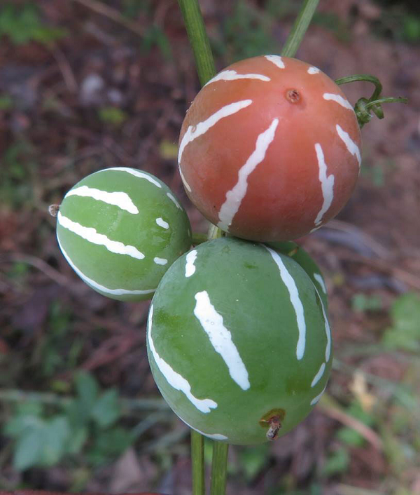 Quả dưa hấu tí hon không có lớp vỏ dày mà rất mềm, chỉ cần bóp nhẹ là vỡ. Bên trong là lớp màu trắng với 2,3 hạt hình trứng. Quả có kích thước nhỏ chỉ bằng hòn bi ve. Đặc biệt, quả của dưa hấu tí hon có độc tính rất cao.