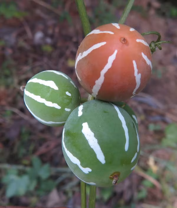 Quả dưa hấu tí hon không có lớp vỏ dày mà rất mềm, chỉ cần bóp nhẹ là vỡ. Bên trong là lớp màu trắng với 2,3 hạt hình trứng. Quả có kích thước nhỏ chỉ bằng hòn bi ve. Đặc biệt, quả của dưa hấu tí hon có độc tính rất cao.