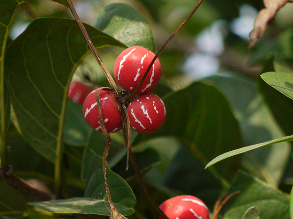 Ngoài trồng làm cảnh, ở Ấn Độ, lá dưa tí hon còn được dùng trong một vài ứng dụng y học, điều trị đau khớp, ho, đầy hơi, và các bệnh da khác nhau.