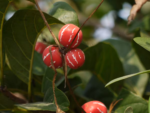 Ngoài trồng làm cảnh, ở Ấn Độ, lá dưa tí hon còn được dùng trong một vài ứng dụng y học, điều trị đau khớp, ho, đầy hơi, và các bệnh da khác nhau.