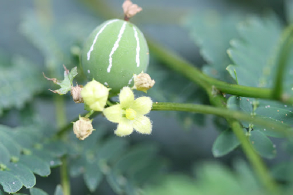 Điểm khác biệt là chúng có màu sắc rất rực rỡ, thu hút. Chúng liền hái một vài quả xuống chơi. Nào ngờ, chưa được bao lâu, lũ trẻ đã kêu buồn nôn, khó chịu, anh Hoàng hốt hoảng chạy tới xem và lập tức đưa chúng vào trạm y tế xã.