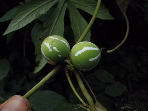 Hóa ra, bọn trẻ đã hái nhầm 1 loại dưa có độc có tên là dưa hấu tí hon (dưa kép). Có thể, trong khi chơi chúng đã vô tình tiếp xúc với chất độc có trong quả hoặc rễ loại cây này nên mới có tình trạng như vậy.