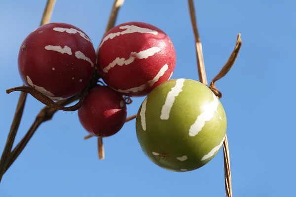 Anh Hoàng Tiểu Ngũ đưa các con về quê ở Quảng Tây, Trung Quốc chơi để thăm ông bà và có thời gian trải nghiệm các công việc của người nông dân. Một hôm mấy đứa nhỏ phát hiện ra trong bụi cây ven ruộng có rất nhiều quả dưa hấu mini.