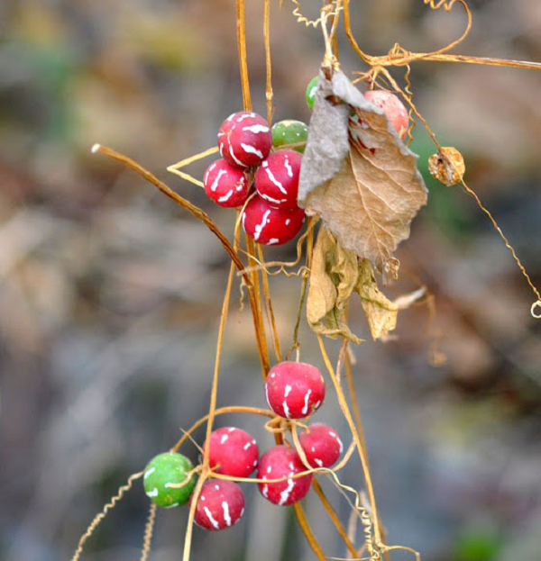 Chúng có nguồn gốc từ Úc, Malaysia, Papua New Guinea và các vùng nhiệt đới châu Phi, đặc biệt ở các khu rừng mưa nóng ẩm. Ở Nam Phi, giống dưa này rất được ưa chuộng, nhiều khách lùng mua về trồng làm đẹp sân vườn, quả dùng trang trí giỏ hoa vì màu sắc sặc sỡ, sinh động.