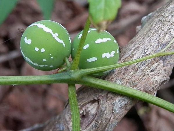 Dưa tí hon có màu xanh sọc trắng, khi chín chuyển sang màu đỏ lạ mắt thuộc dòng dưa Diplocyclos palmatus (trong họ bầu bí Cucurbitaceae). Chúng còn được gọi là Lollipop Climber, dưa chuột sọc.