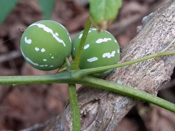 Dưa tí hon có màu xanh sọc trắng, khi chín chuyển sang màu đỏ lạ mắt thuộc dòng dưa Diplocyclos palmatus (trong họ bầu bí Cucurbitaceae). Chúng còn được gọi là Lollipop Climber, dưa chuột sọc.