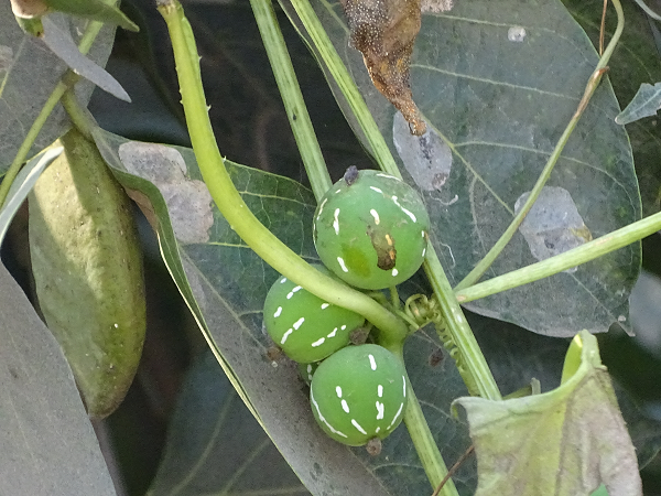 Tuy nhiên, các chuyên gia cảnh báo mọi người không trồng loài cây này trang trí bởi như thế có thể tăng nguy cơ trúng độc ở trẻ nhỏ hoặc vật nuôi trong nhà, thậm chí là cả người lớn. Mời các bạn xem video: Khung cảnh thiên nhiên tuyệt đẹp tại các quốc gia ít dân nhất thế giới. Nguồn: VTC.
