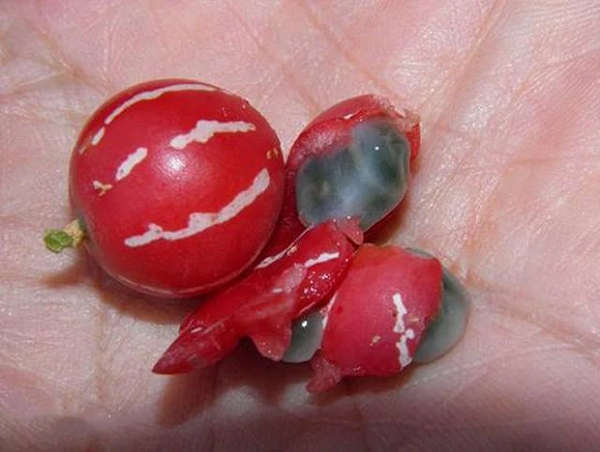 Trông chúng không chỉ giống dưa hấu mà còn dễ khiến trẻ con nhầm lẫn bởi vẻ sặc sỡ giống với loại kẹo nhiều màu.