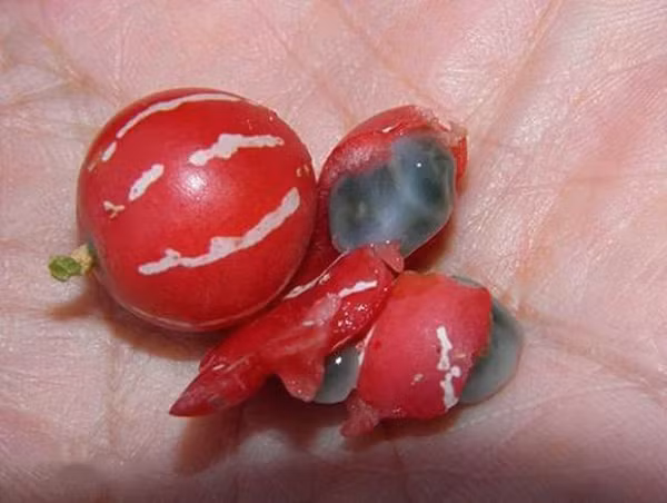 Trông chúng không chỉ giống dưa hấu mà còn dễ khiến trẻ con nhầm lẫn bởi vẻ sặc sỡ giống với loại kẹo nhiều màu.