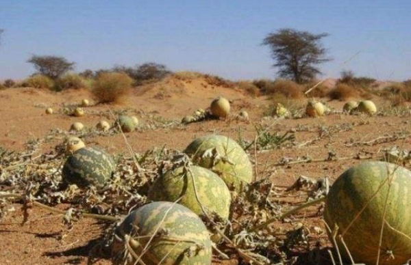 Tuy nhiên đây là một loại quả hoang dã có chất độc rất cao bên trong. Mặc dù có rất nhiều dưa hấu trên sa mạc nhưng người dân bản địa không bao giờ dám ăn nó.