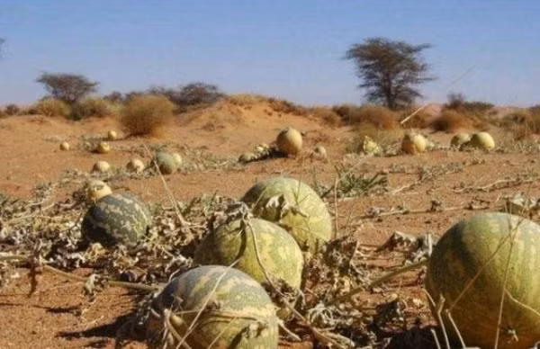 Tuy nhiên đây là một loại quả hoang dã có chất độc rất cao bên trong. Mặc dù có rất nhiều dưa hấu trên sa mạc nhưng người dân bản địa không bao giờ dám ăn nó.