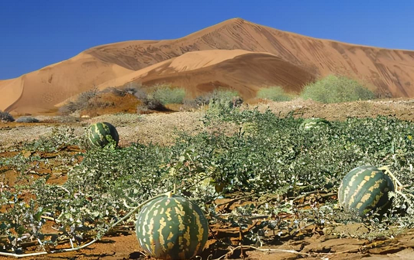 Loại dưa hấu này có tên khoa học là Citrullus colocynthis. Chúng sinh trưởng trên cát thay vì đất thông thường và được trồng khá phổ biến ở Ấn Độ, vùng Nam Á, Bắc Phi...