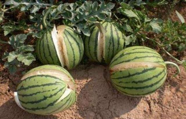 Mặc dù ban đầu nó không độc nhưng do môi trường mà nó đã phát triển thành loại dưa hấu độc, tất cả các lớp biểu bì đều có độc tính rất mạnh. Nếu vô tình ăn phải nó, du khách sẽ bị nhiễm độc.