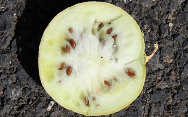 Nhìn bên ngoài, loại dưa hấu này trông rất bình thường, nhưng khi bổ đôi ra thì bên trong ruột là màu trắng, hạt hơi có màu xanh, không có mùi vị và rất đắng.