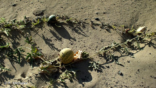 Giá bán của dưa hấu thông thường là từ 15.000 - 20.000 VND/kg thì giá của dưa đắng đắt hơn nhiều, chúng thường được bán từ vài trăm nghìn cho 1kg.