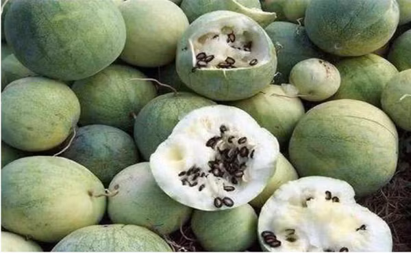 Nó có tác dụng thần kỳ trong việc điều trị đau răng và táo bón. Có thể điều trị trong thời gian ngắn, có tác dụng ức chế sự phát triển của vi khuẩn.