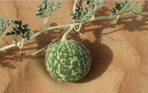 Nếu chẳng may ăn phải loại dưa hấu này, bạn sẽ cảm thấy không khỏe, chóng mặt, buồn nôn, đau dạ dày,… có thể uống sữa để giảm đau, thuốc Atropine cũng có tác dụng giải độc tố, và lập tức đến bệnh viện. Nếu bạn được điều trị, khả năng sống sót sẽ được cải thiện đáng kể.