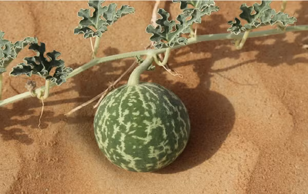 Nếu chẳng may ăn phải loại dưa hấu này, bạn sẽ cảm thấy không khỏe, chóng mặt, buồn nôn, đau dạ dày,… có thể uống sữa để giảm đau, thuốc Atropine cũng có tác dụng giải độc tố, và lập tức đến bệnh viện. Nếu bạn được điều trị, khả năng sống sót sẽ được cải thiện đáng kể.