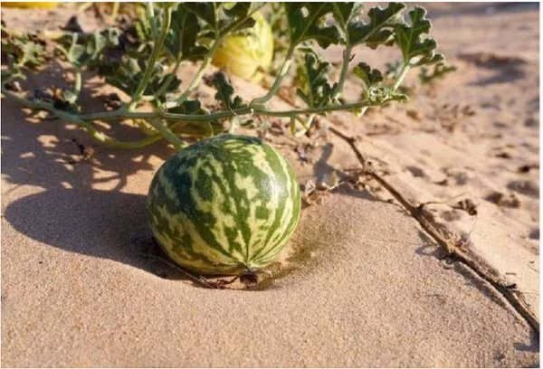 Trong lần đi chơi tại sa mạc Gobi, một du khách vô tình phát hiện ra rất nhiều quả dưa hấu mọc trên cát. Vì đang cảm thấy khát nước và cũng do tò mò nên anh ta không ngần ngại bổ thử 1 quả dưa hấu ra ăn.