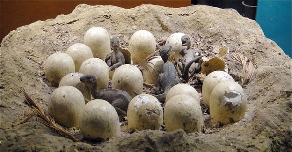 Một trong số những người buôn hoa quả vô tình nhìn thấy những "viên đá" kỳ lạ này ở bên đường và hơi nghi ngờ. Họ ngỏ ý xin ông Chu 2 viên và ông vui vẻ đồng ý.