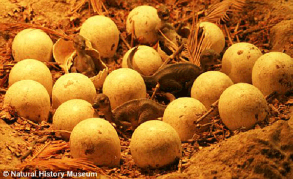 Đến lúc đó họ mới thực sự biết đây không phải là những viên đá kỳ lạ này là hóa thạch trứng khủng long từ xa xưa. Có thể nói, chúng là di vật văn hóa cấp quốc gia. Các chuyên gia rất phẫn nộ với việc làm của người dân làng.