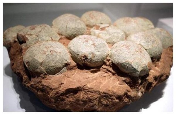 Tuy nhiên do không biết đó là thứ đá gì nên Chu Thiên Nghĩa điềm nhiên vứt chúng sang một bên. Sau đó các thương lái kéo đến Hồng Trại Tử mua cam.