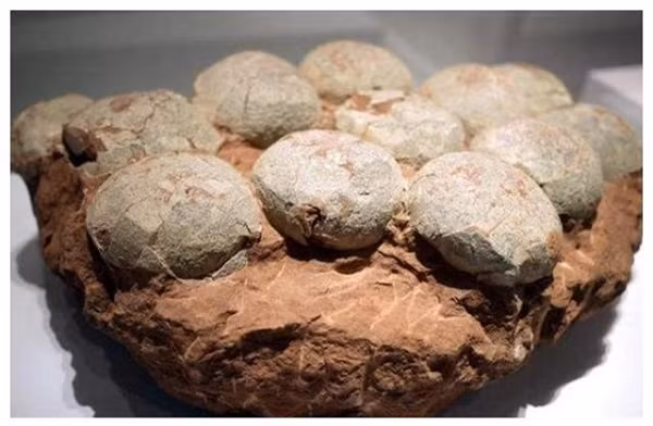 Tuy nhiên do không biết đó là thứ đá gì nên Chu Thiên Nghĩa điềm nhiên vứt chúng sang một bên. Sau đó các thương lái kéo đến Hồng Trại Tử mua cam.