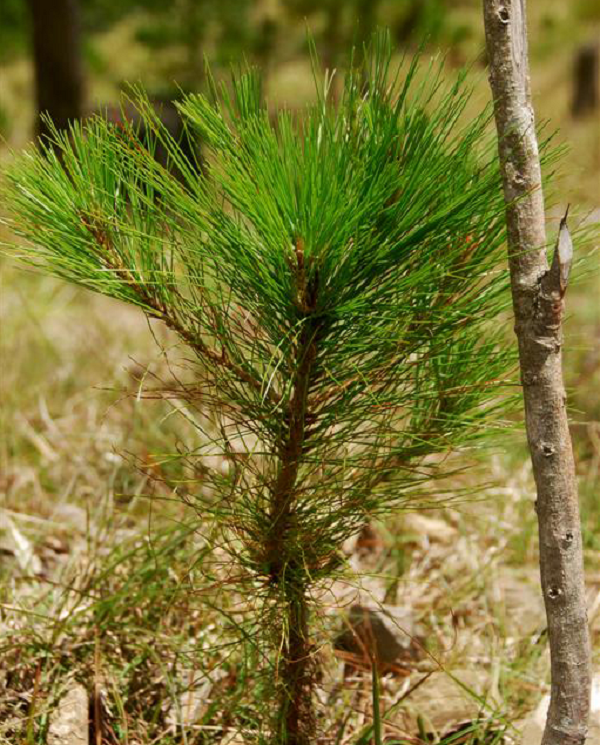 Đầu cành ngắn, và đính lá thường có độ dài chừng 1,5 cm. Nón đơn tính cùng gốc. Đối với nón cái thường chín trong khoảng 2 năm, và khi chín hóa gỗ.