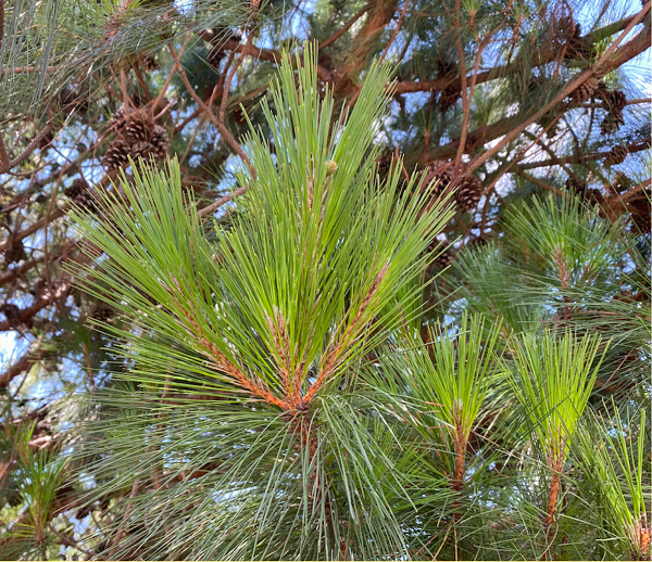 Thông ba lá ưa đất tốt, đặc biệt phù hợp với khí hậu mát nhiều sương mù; thường phân bố ở độ cao trên 900 m. Chúng ta có thể thấy thông ba lá phân bổ tại: Ấn Độ, nam Trung Quốc, cực đông nam Tây Tạng, Thái Lan, Myanmar, Lào, Malaysia, Philippines và cả Việt Nam.