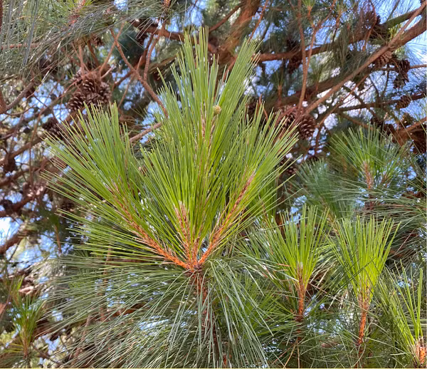 Thông ba lá ưa đất tốt, đặc biệt phù hợp với khí hậu mát nhiều sương mù; thường phân bố ở độ cao trên 900 m. Chúng ta có thể thấy thông ba lá phân bổ tại: Ấn Độ, nam Trung Quốc, cực đông nam Tây Tạng, Thái Lan, Myanmar, Lào, Malaysia, Philippines và cả Việt Nam.