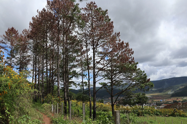 Thông ba lá có tên khoa học là Pinus khasya Royle (danh pháp hai phần: Pinus kesiya). Đây là một loài thực vật thuộc họ Thông.