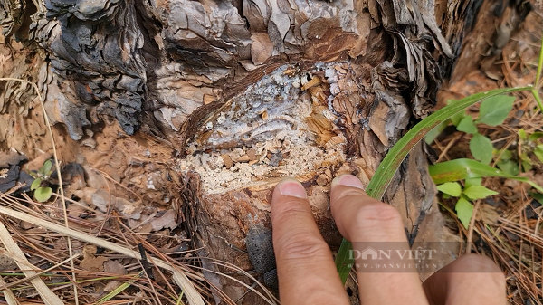 Được biết, mục đích của các đối tượng phá rừng là để chiếm đất làm nương rẫy. Tuy nhiên cơ quan chức năng vẫn đang điều tra, truy tìm và bố trí lực lượng bắt quả tang các đối tượng phá rừng tại khu vực trên.