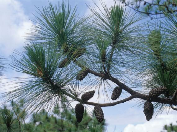 Từ những ưu điểm ở trên; nên gỗ thường được sử dụng khá phổ biến (đồ gỗ thông thường, thùng đựng hàng, đóng toa xe…); đặc biệt là trong công nghệ chế biến gỗ dán, sợi tổng hợp. Gỗ dùng trong xây dựng, làm trụ mỏ, đóng đồ gia dụng, là nguyên liệu sản xuất bột giấy.