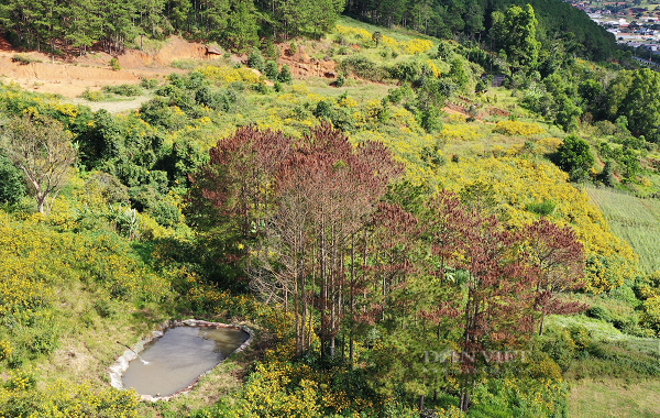 Toàn bộ 67 cây thông bị phá bằng hình thức ken cây (dùng vật sắc nhọn vạc một phần thân cây và nghi đổ hóa chất) khiến cây chết dần, lá chuyển sang màu vàng.