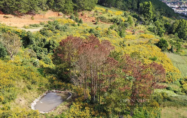 Toàn bộ 67 cây thông bị phá bằng hình thức ken cây (dùng vật sắc nhọn vạc một phần thân cây và nghi đổ hóa chất) khiến cây chết dần, lá chuyển sang màu vàng.