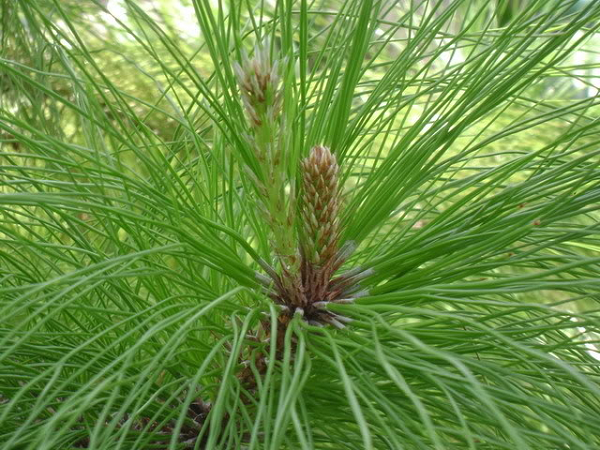 Nón có hình trứng, với kích thước như sau: cao 5–9 cm, rộng 4–5 cm. Cuống thường cong, có chiều dài tầm 1,5 cm. Lá bắc không phát triển. Còn lá noãn phát triển thành vảy, mỗi vảy có chừng 2 hạt, hạt có cánh.