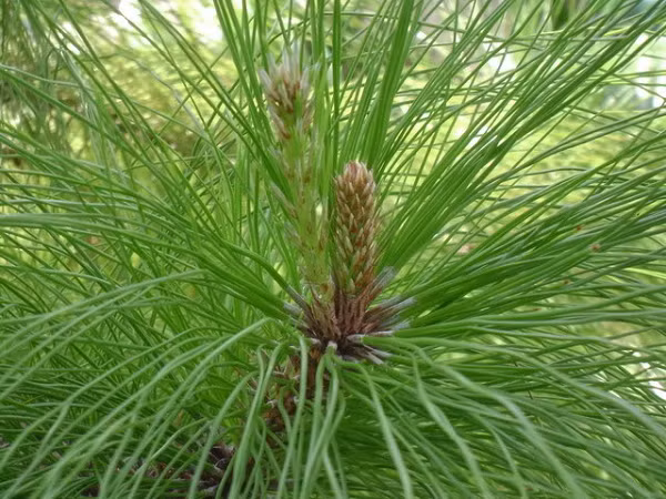 Nón có hình trứng, với kích thước như sau: cao 5–9 cm, rộng 4–5 cm. Cuống thường cong, có chiều dài tầm 1,5 cm. Lá bắc không phát triển. Còn lá noãn phát triển thành vảy, mỗi vảy có chừng 2 hạt, hạt có cánh.