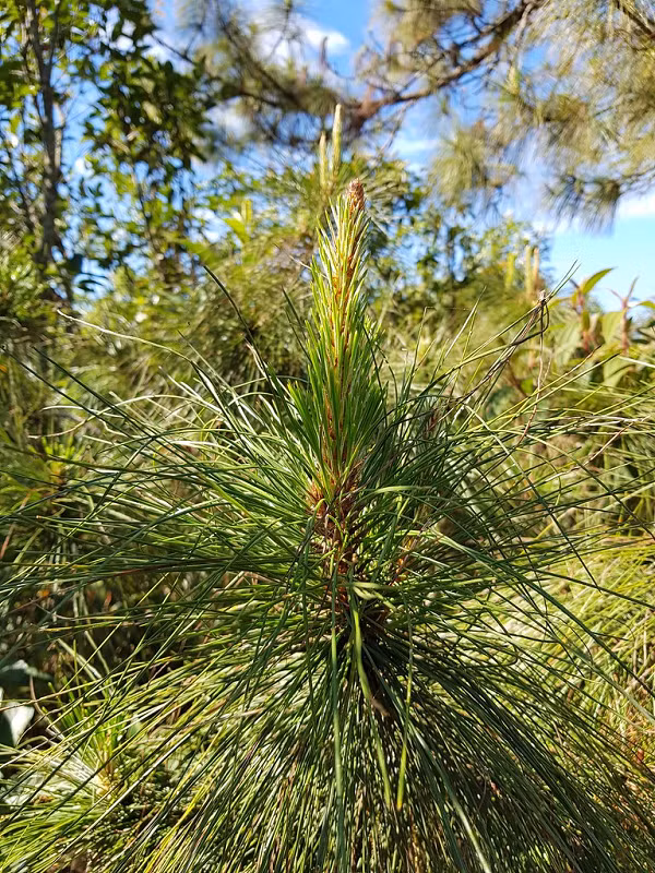 Tinh dầu còn được dùng làm thuốc bôi, với tác dụng kích thích tại chỗ giúp: lưu thông máu với bệnh viêm thấp khớp, hay cảm lạnh. Tinh dầu thông mang tính sát trùng mạnh; nên còn có công dụng làm thuốc diệt khuẩn đường hô hấp ( như thuốc ho, thuốc xông họng). Mời các bạn xem video: Khung cảnh thiên nhiên tuyệt đẹp tại các quốc gia ít dân nhất thế giới. Nguồn: VTC. 