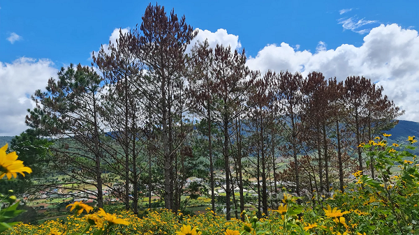 Thông ba lá là cây gỗ lớn, có vỏ màu nâu xám, thường nứt dọc rãnh sâu. Cây có ít nhựa nhưng có mùi hắc. Tán cây có hình trứng rộng. Lá cây hình kim, và thường đính 3 lá kim ở bên trên một đầu cành ngắn. Lá kim hay có màu xanh ngọc, mỗi lá thường dài 20-25 cm. Lá khá cứng.