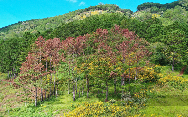 Vừa qua trên địa bàn xã Hiệp An, huyện Đức Trọng, tỉnh Lâm Đồng đã xảy ra vụ phá rừng tại khoảnh 12, tiểu khu 268 khiến 67 cây thông ba lá “hấp hối”.
