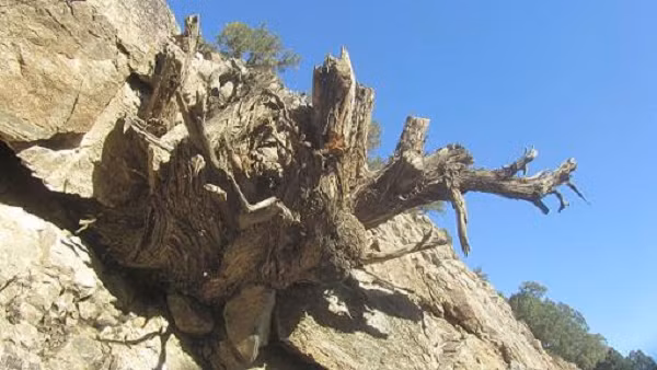 Vài ngày sau, bạn của Tiểu Lý cùng 1 chuyên gia về cổ vật đã tới tận nơi để xem xét. Nào ngờ vừa nhìn thấy "tảng đá" mà Tiểu Lý mất bao công sức mới đem về ông ta liền nói: "Đây không phải là đá nhưng tôi thực sự ghen tị với anh đấy. Thứ anh tìm được quả thực rất đáng giá."