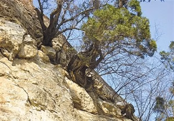 Bởi những cây gỗ nhai bách đã chết hơn 50 năm trở lên lại còn mọc ở vách đá núi như này sẽ có hàm lượng dầu tốt nhất. Chúng là một trong những loại gỗ đắt giá yêu thích của các nhà sưu tập và chuyên gia về thực vật.