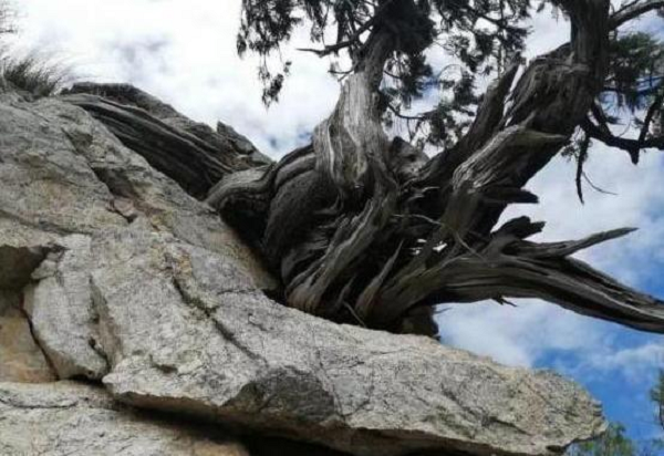 Trải qua hàng trăm năm mưa gió với các điều kiện thời tiết khác nhau nên gỗ của nhai bách dường như hấp thụ mọi tinh hoa của đất trời mang lại nhiều lợi ích sức khỏe, may mắn cho con người.