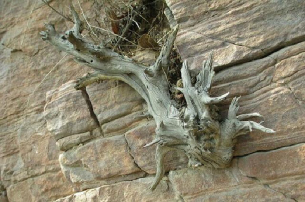 Cây nhai bách (tên khoa học thuja sutchuenensis) là một giống cây mọc tự nhiên trên các vách núi đá vôi, rặng núi, sườn núi với độ cao trên 1500m.