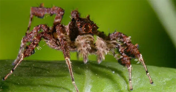 Robert Jackson - nhà nghiên cứu nhện nhảy nổi tiếng của Đại học Canterbury - đã phát hiện ra rằng nhiều chiến thuật của họ Portia khá ranh ma. Chẳng hạn, khi săn một một nhóm nhện nhảy khác tên là Euryattu.