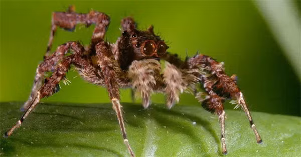 Robert Jackson - nhà nghiên cứu nhện nhảy nổi tiếng của Đại học Canterbury - đã phát hiện ra rằng nhiều chiến thuật của họ Portia khá ranh ma. Chẳng hạn, khi săn một một nhóm nhện nhảy khác tên là Euryattu.